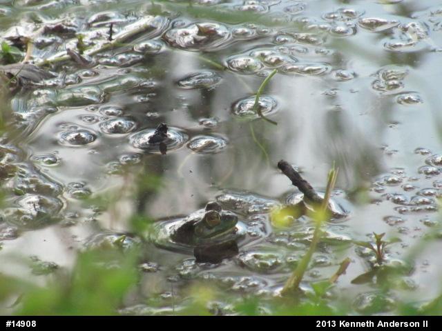 American Bullfrog