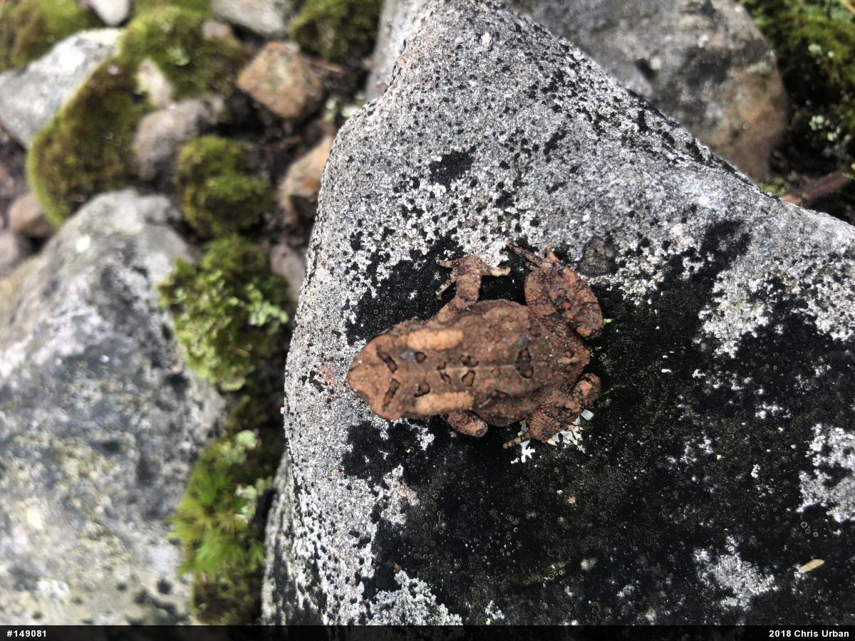 Eastern American Toad