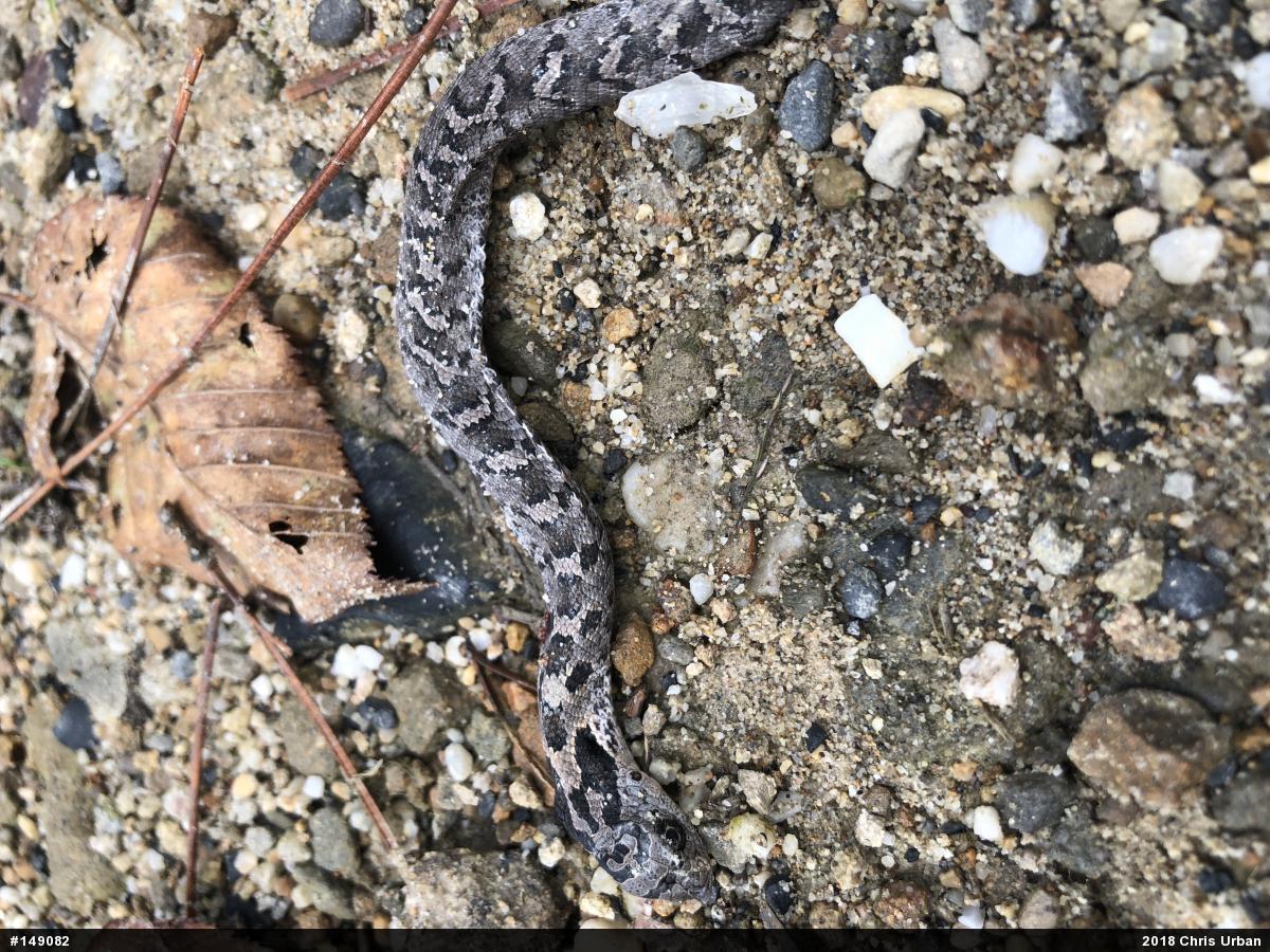 Eastern Hog-nosed Snake