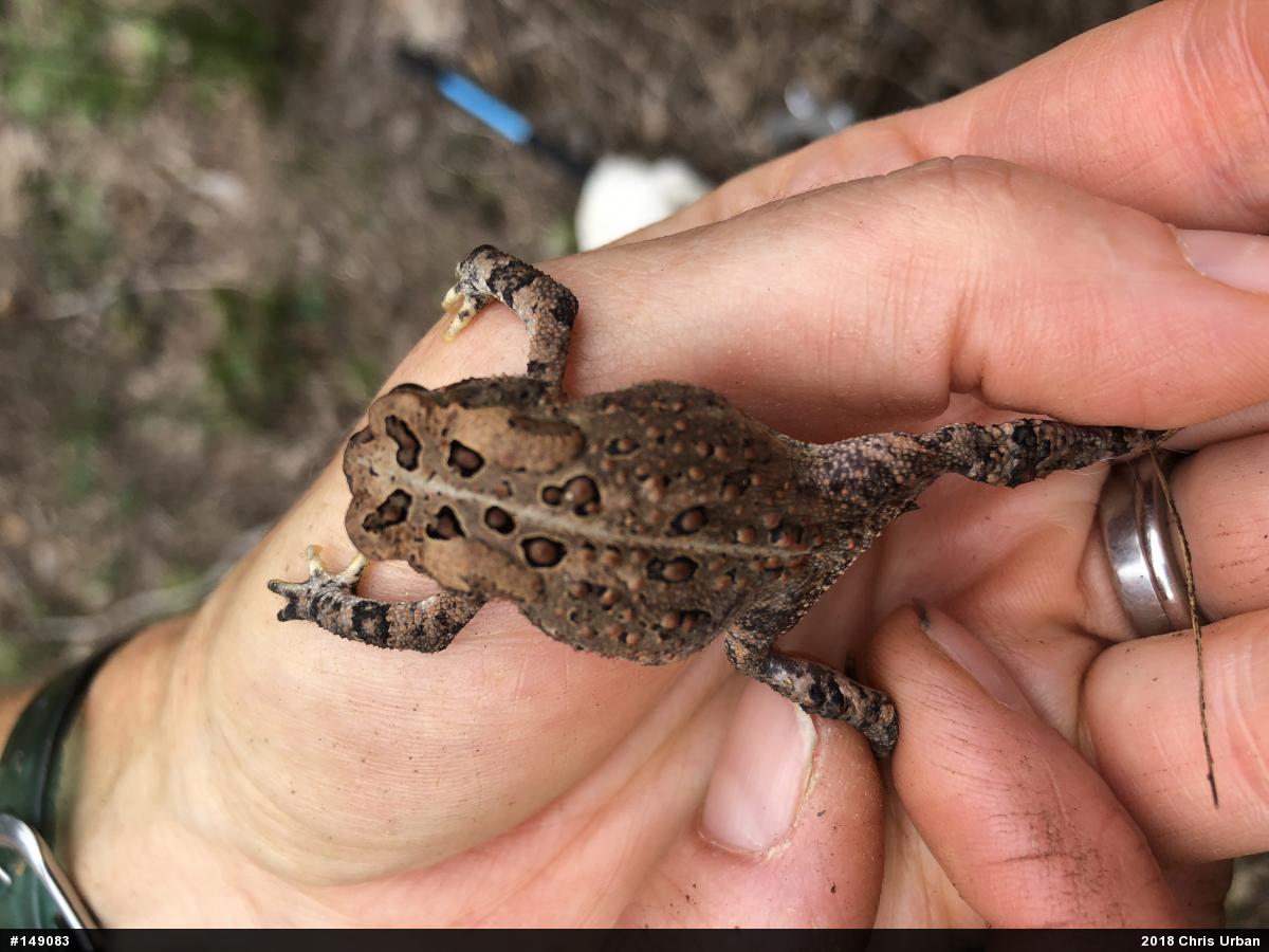 Eastern American Toad