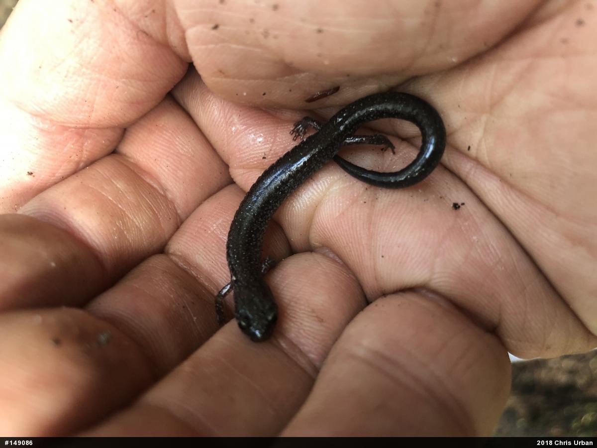 Eastern Red-backed  Salamander