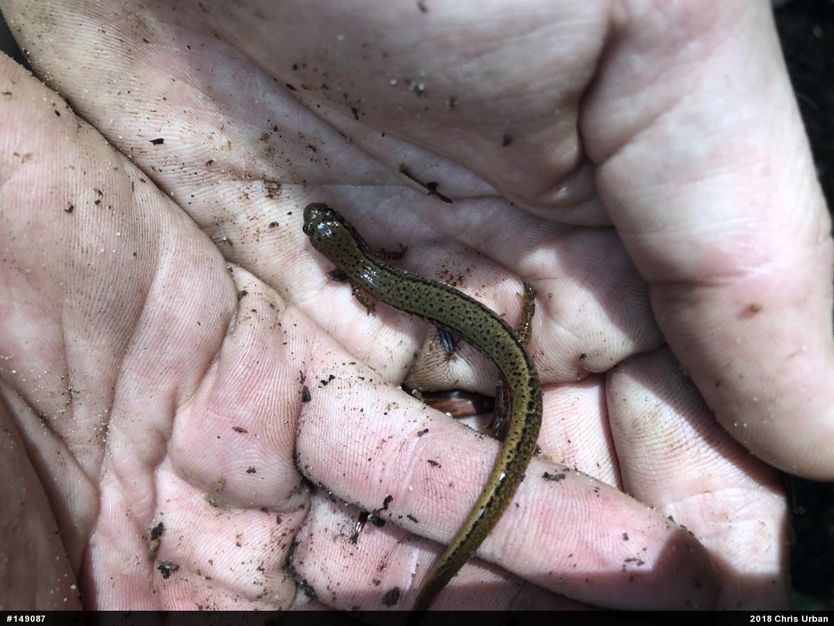 Northern Two-lined Salamander