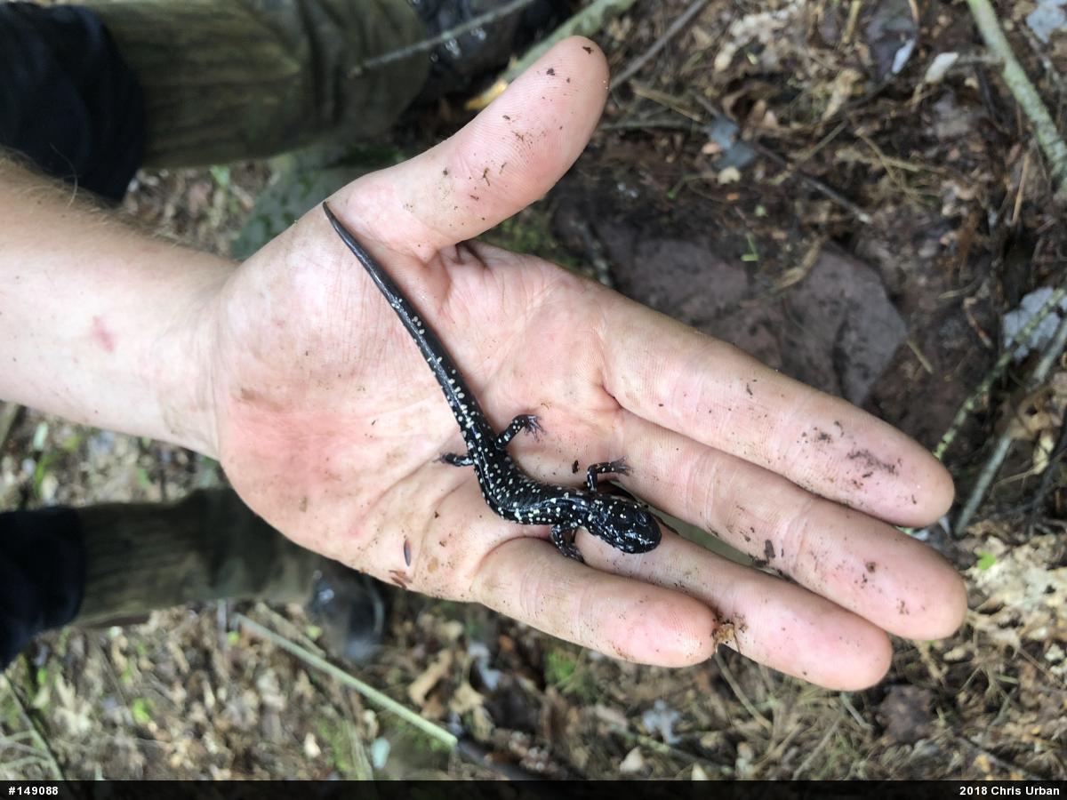 Northern Slimy Salamander