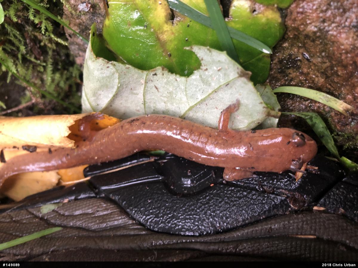 Northern Spring Salamander