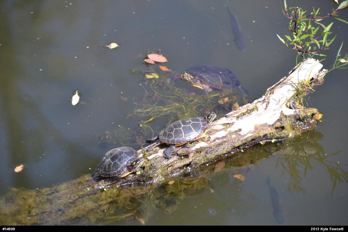 Midland Painted Turtle
