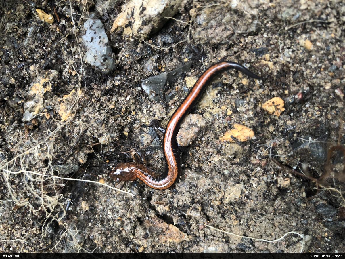 Eastern Red-backed  Salamander