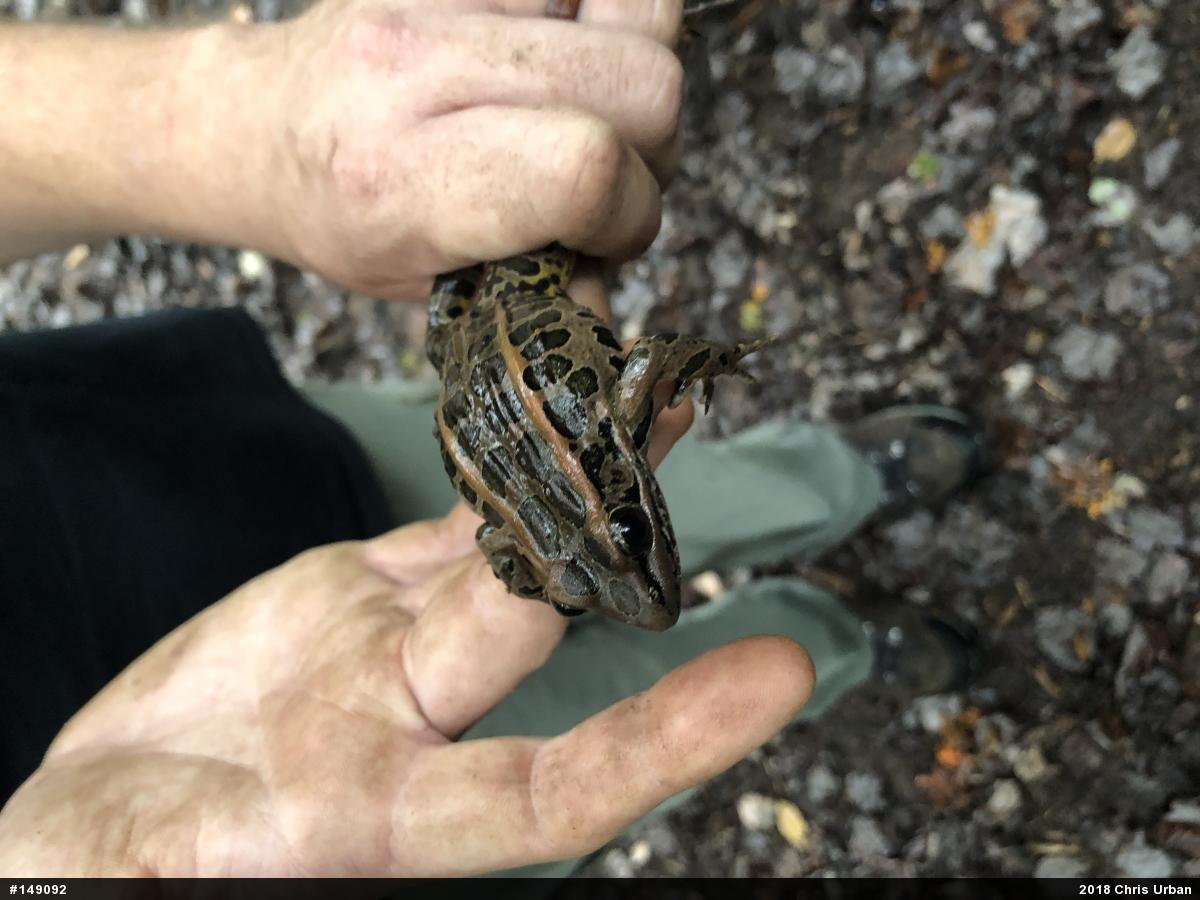 Pickerel Frog