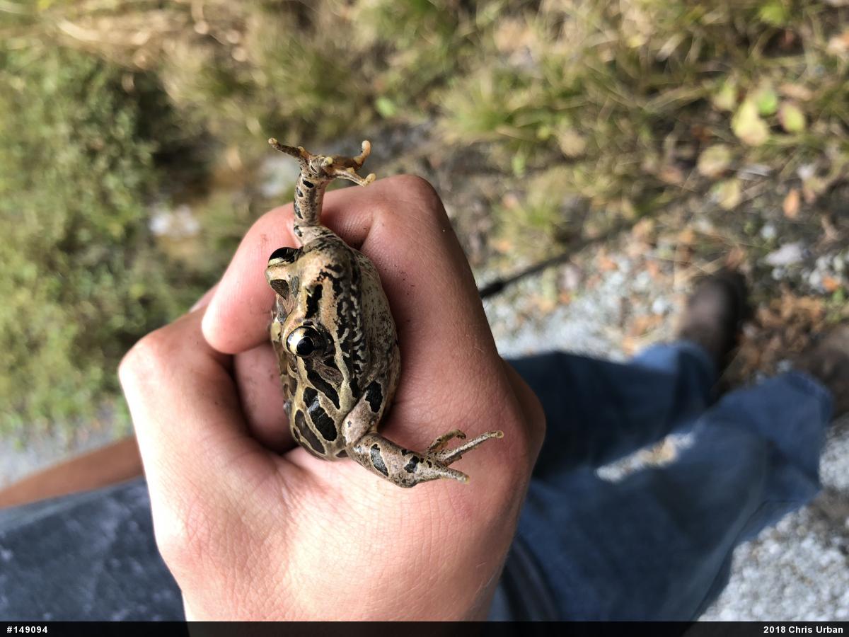 Pickerel Frog