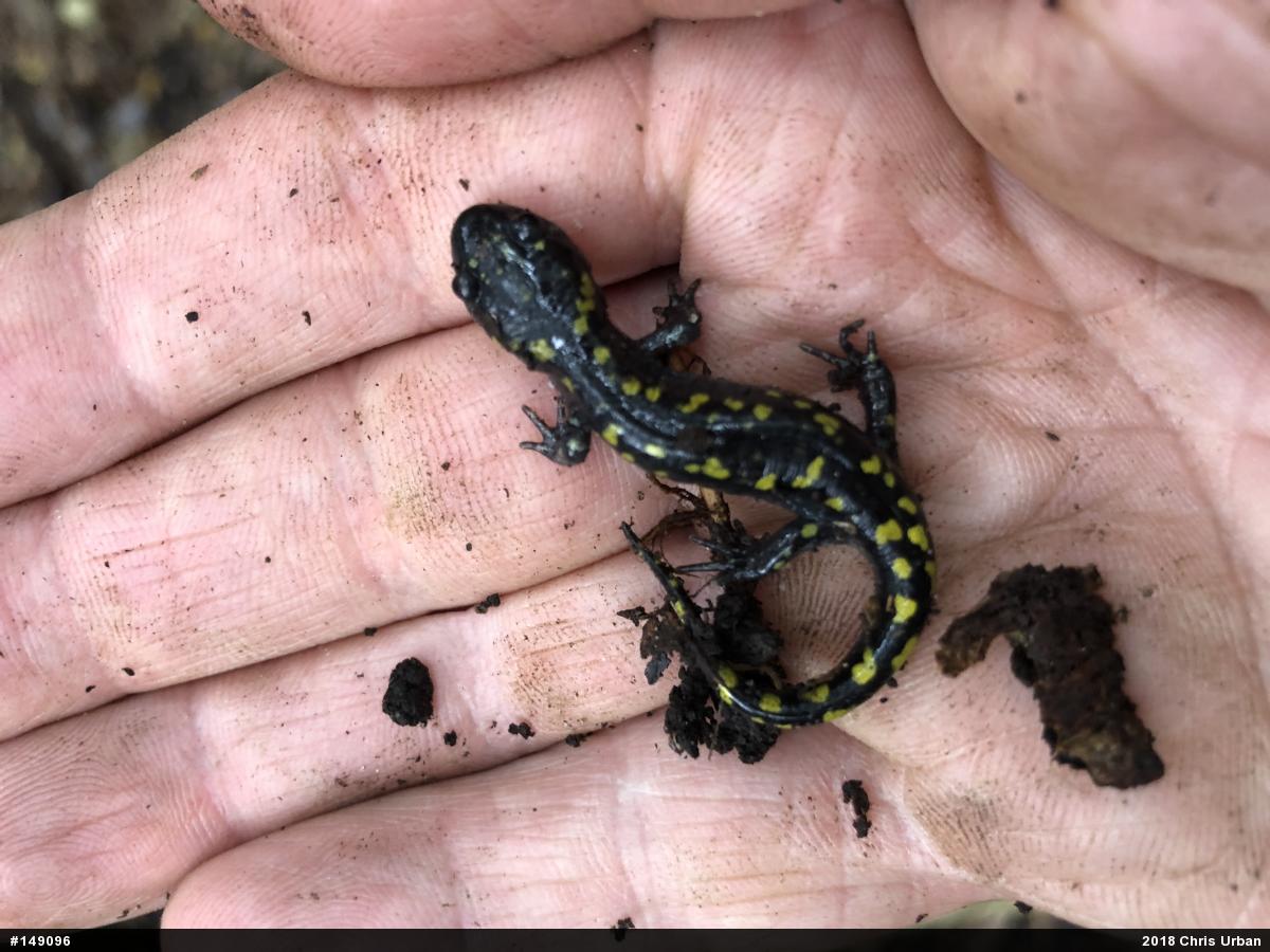 Spotted Salamander