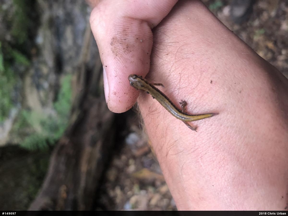 Northern Two-lined Salamander