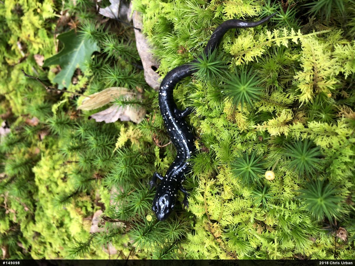 Northern Slimy Salamander