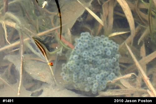 Wood Frog