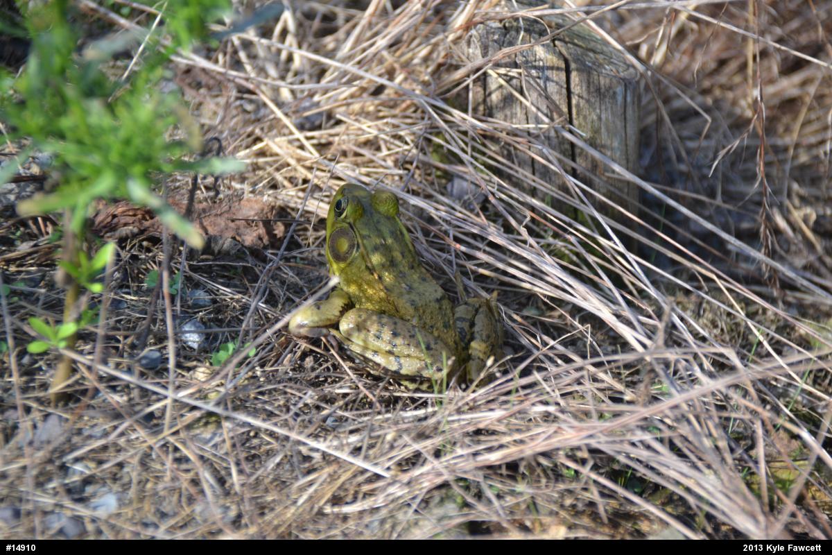 Green Frog