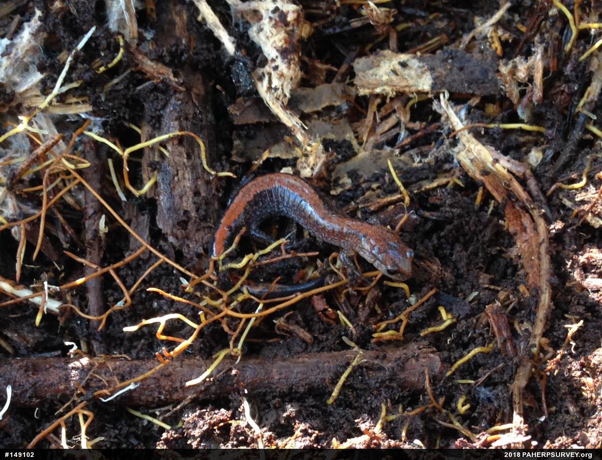 Eastern Red-backed  Salamander