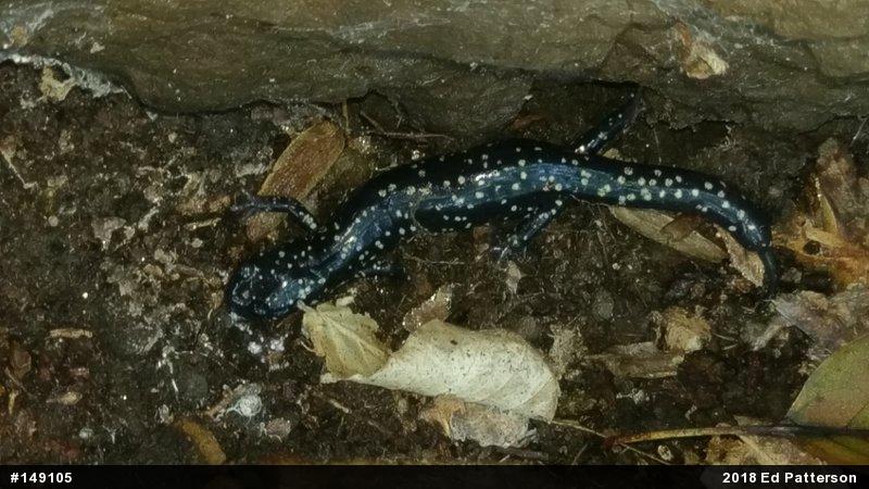 Northern Slimy Salamander