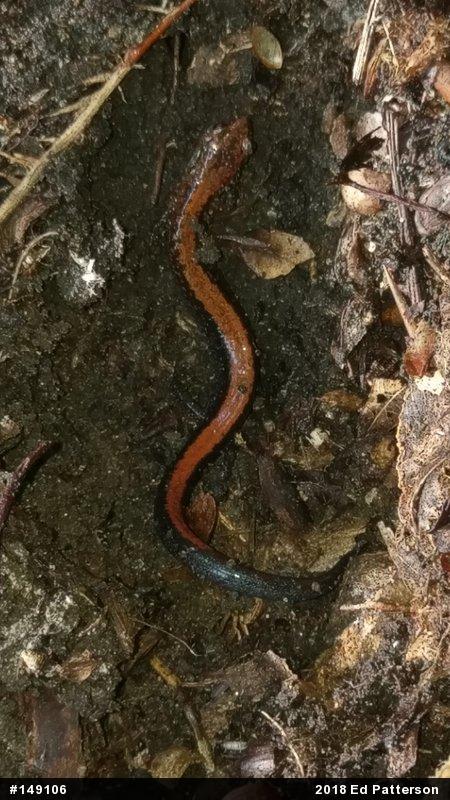 Eastern Red-backed  Salamander
