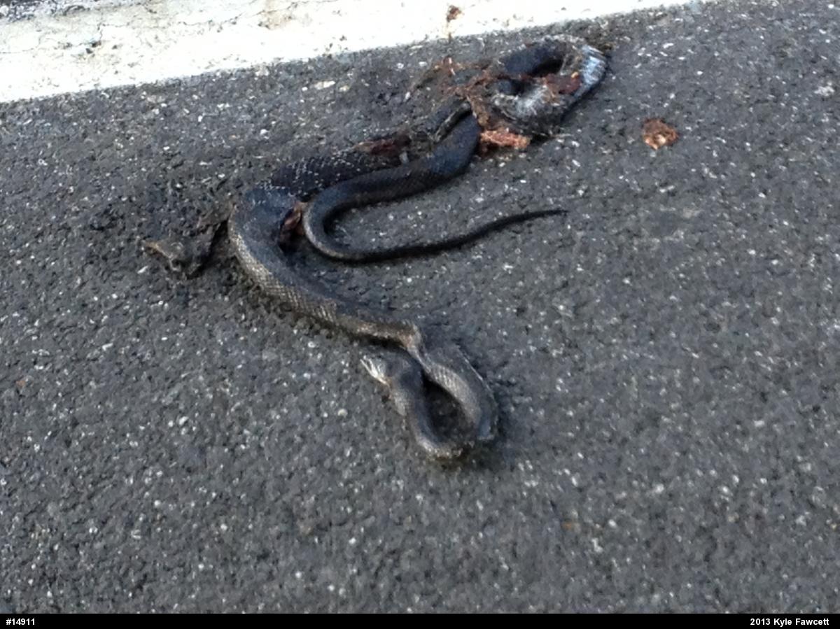 Eastern Ratsnake