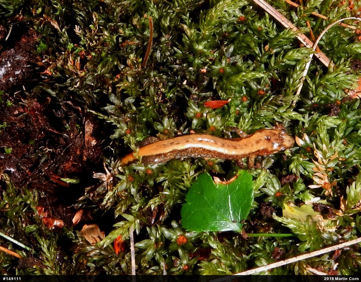 Allegheny Mountain Dusky Salamander