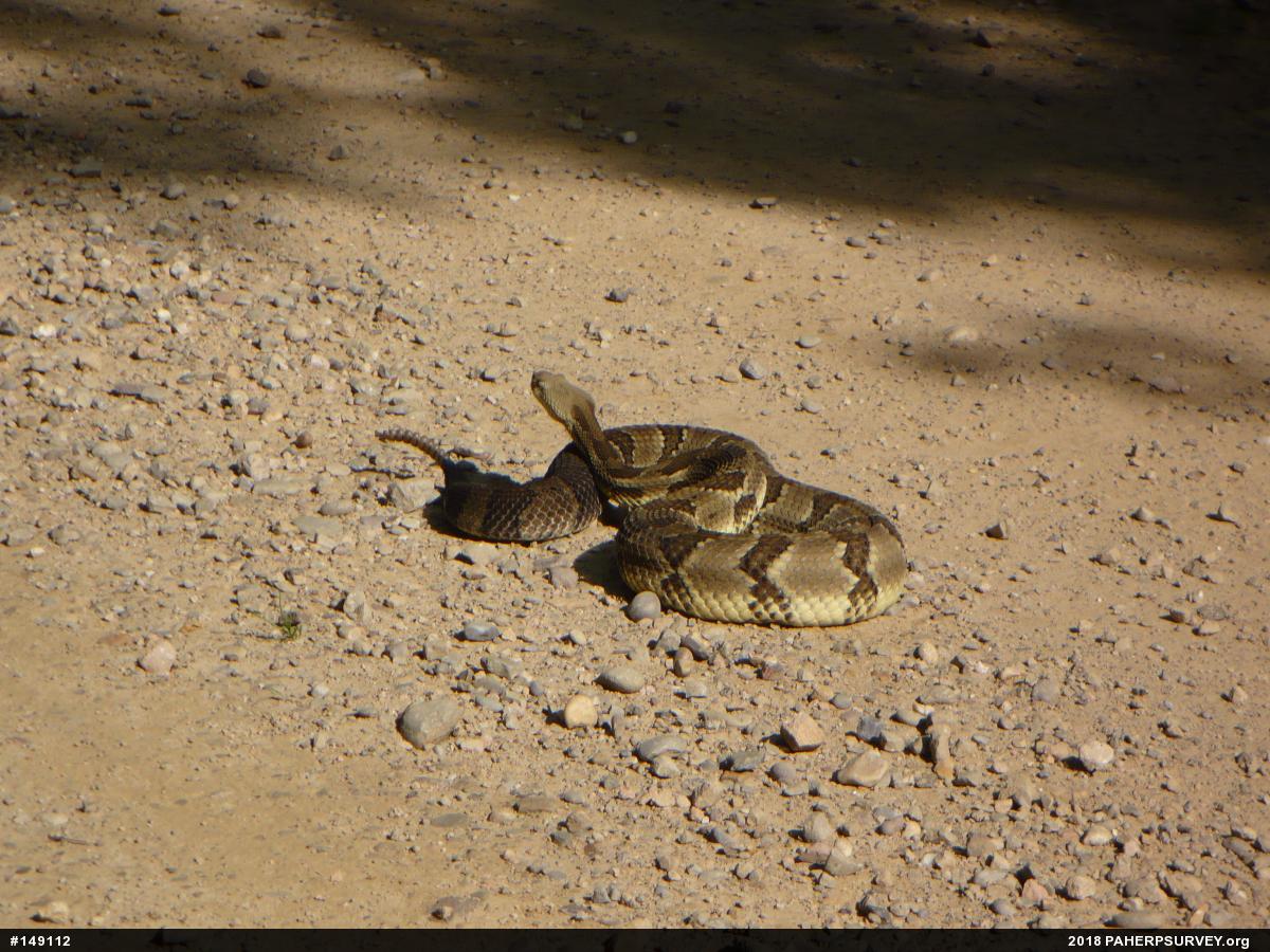 Timber Rattlesnake