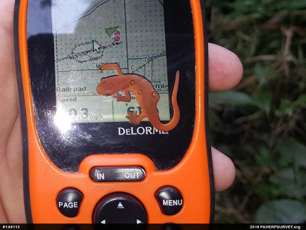 Red-spotted Newt
