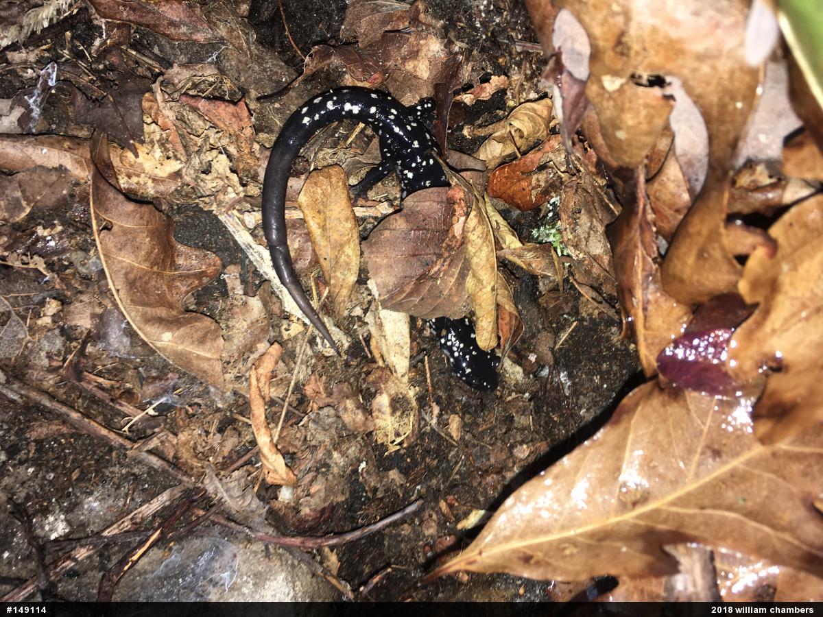 Northern Slimy Salamander