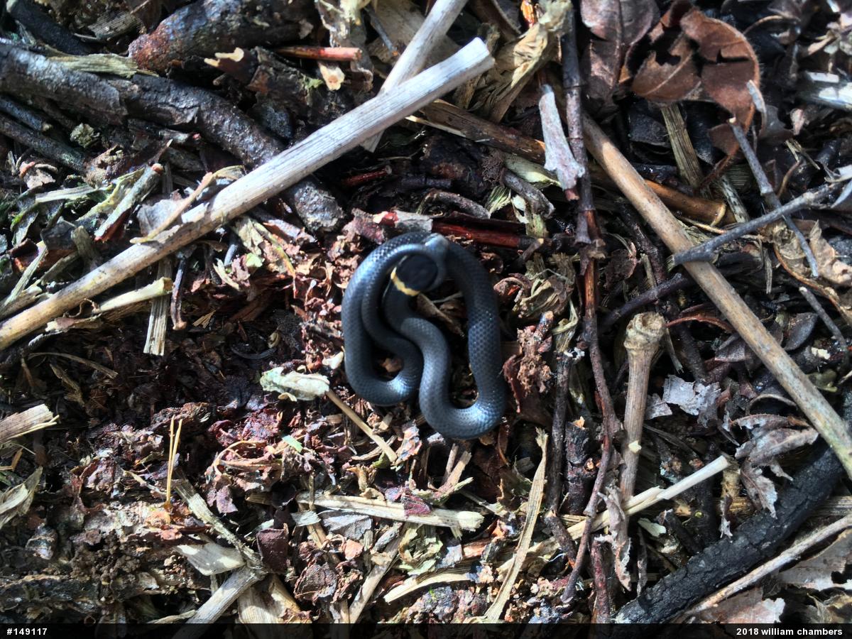 Northern Ring-necked Snake