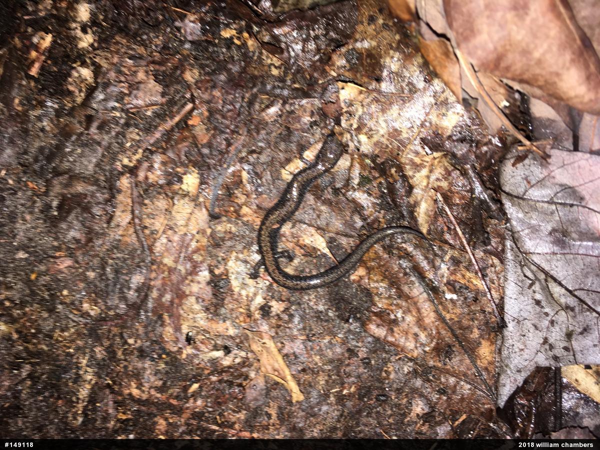 Eastern Red-backed  Salamander