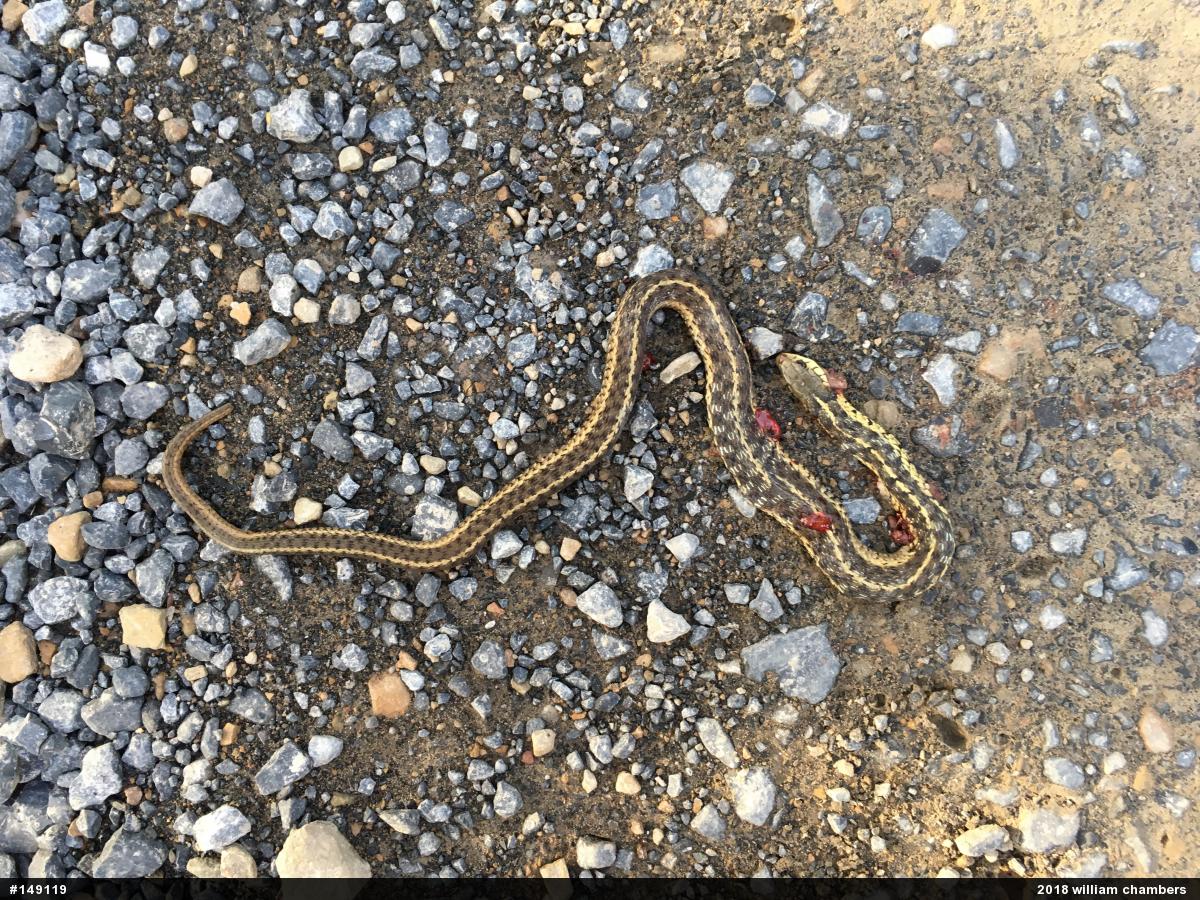 Eastern Gartersnake