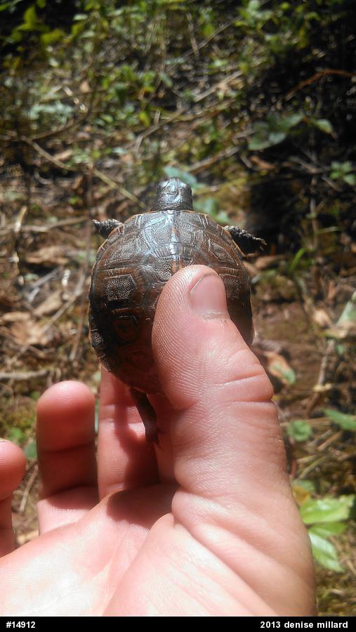 Eastern Box Turtle