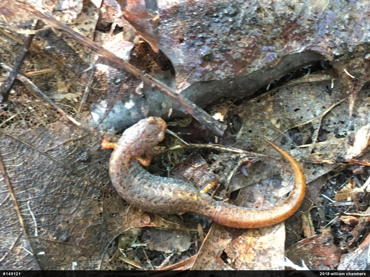 Four-toed Salamander