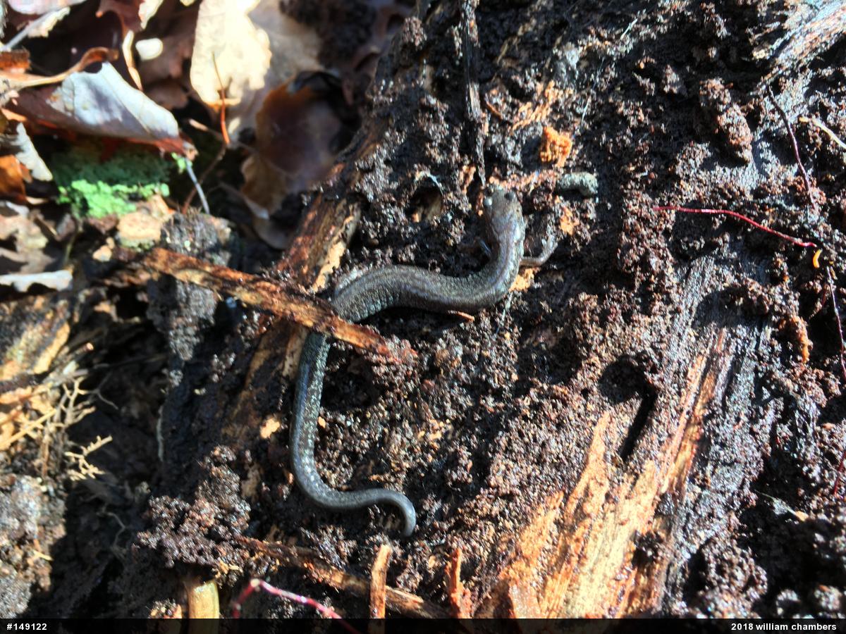 Valley And Ridge Salamander