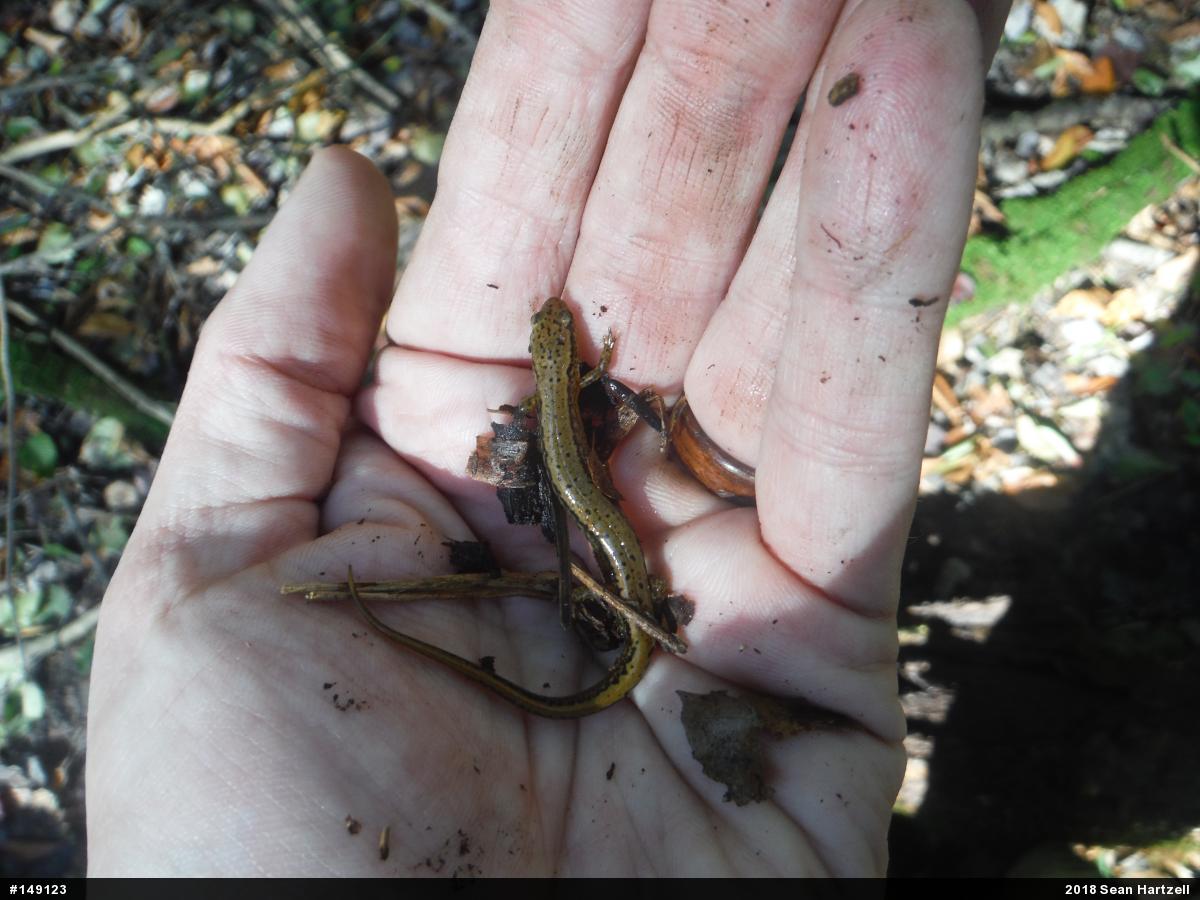 Northern Two-lined Salamander