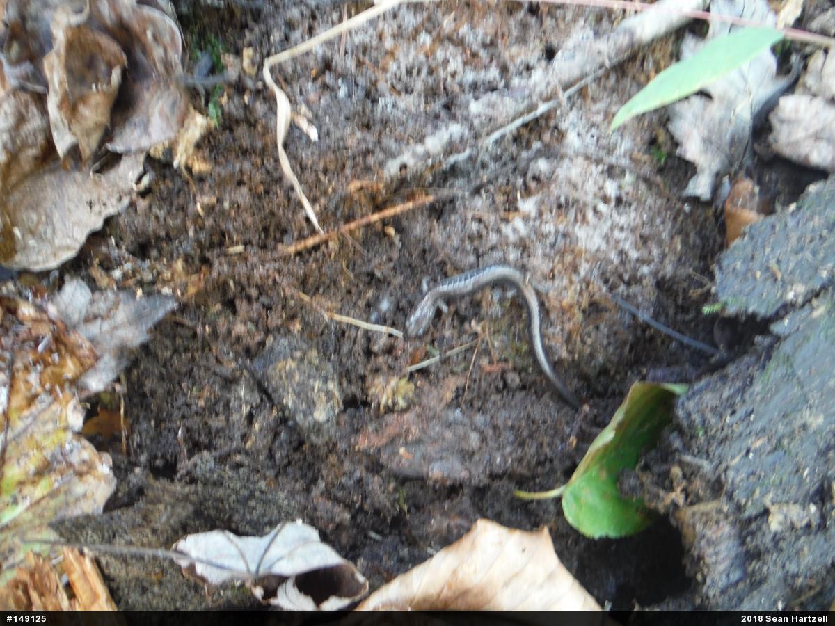 Eastern Red-backed  Salamander