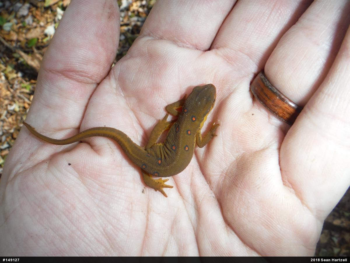 Red-spotted Newt