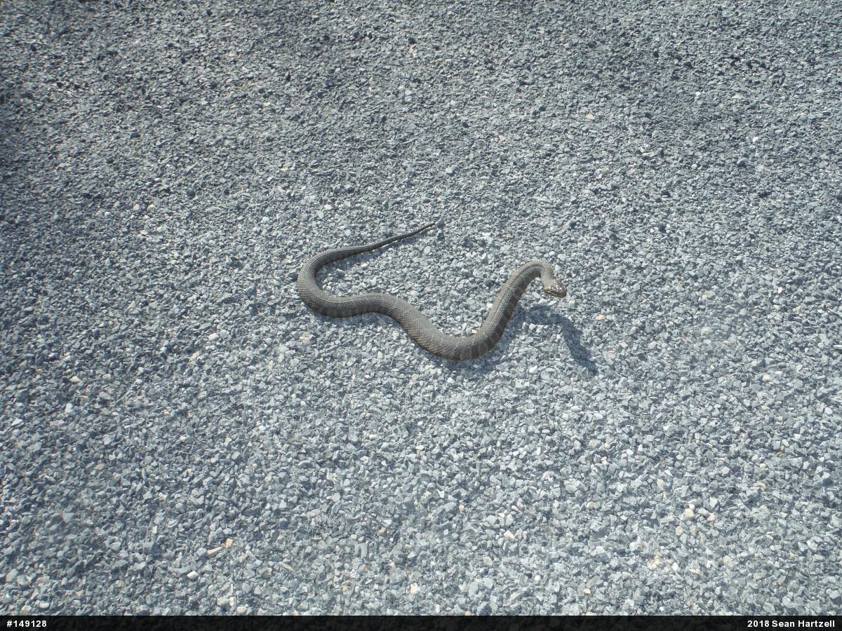 Northern Watersnake