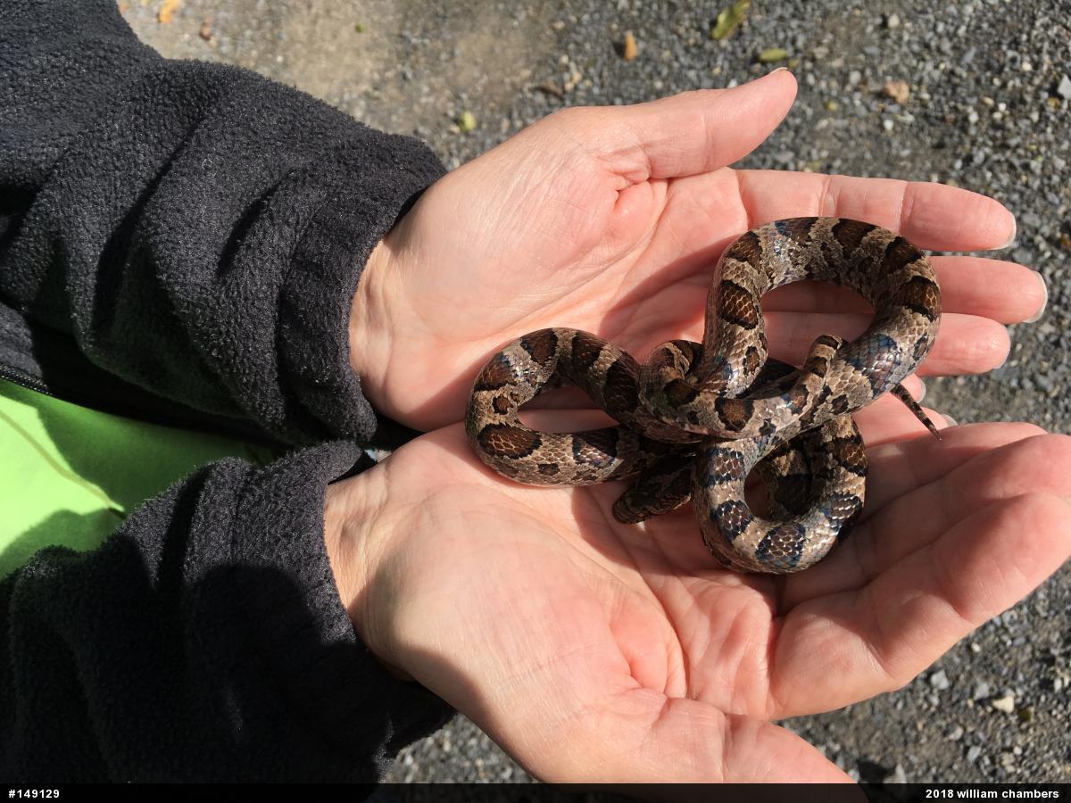 Eastern Milksnake