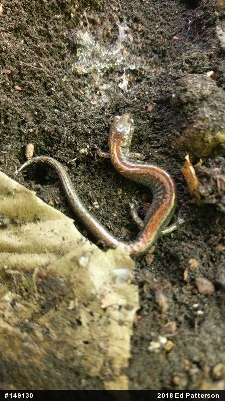Eastern Red-backed  Salamander