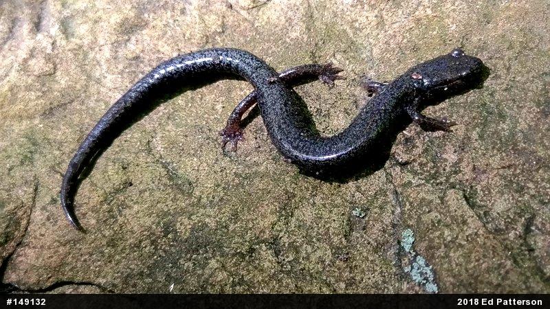 Valley And Ridge Salamander
