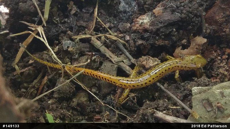 Eastern Long-tailed Salamander