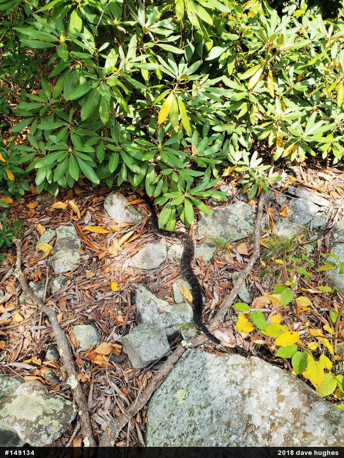 Timber Rattlesnake