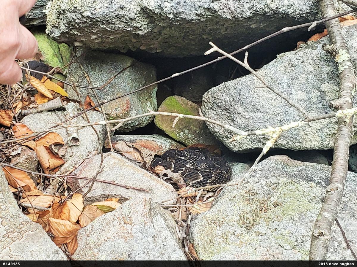Timber Rattlesnake