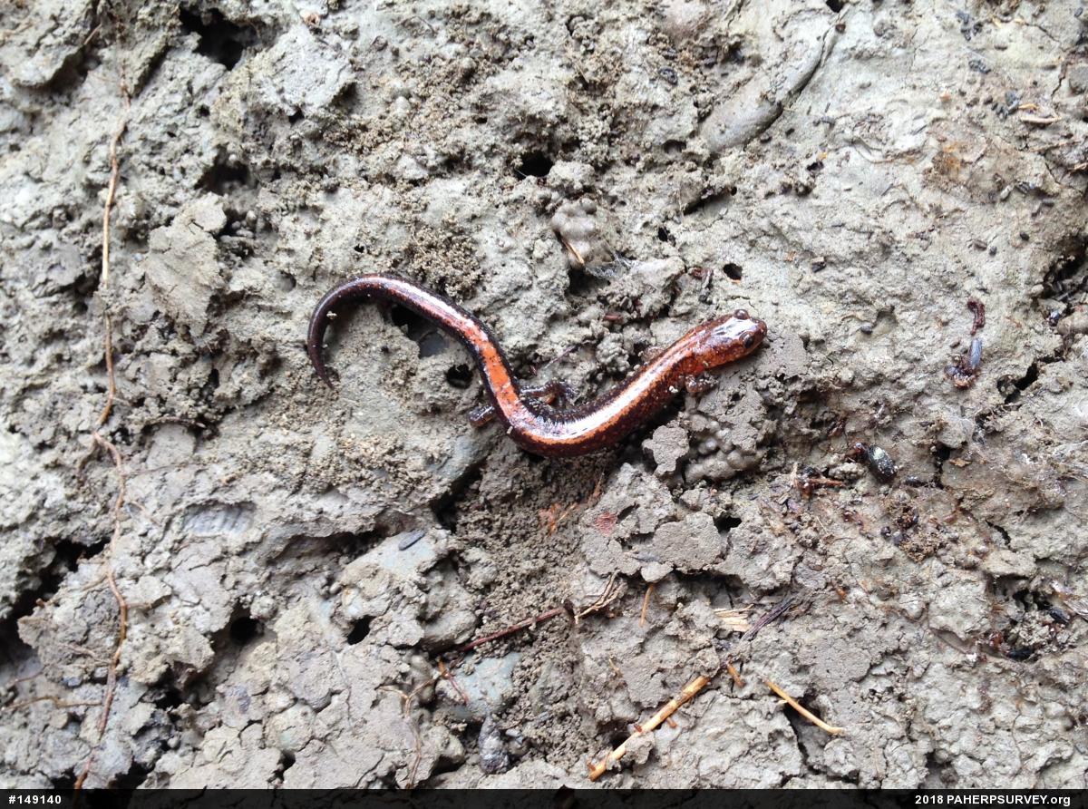 Eastern Red-backed  Salamander