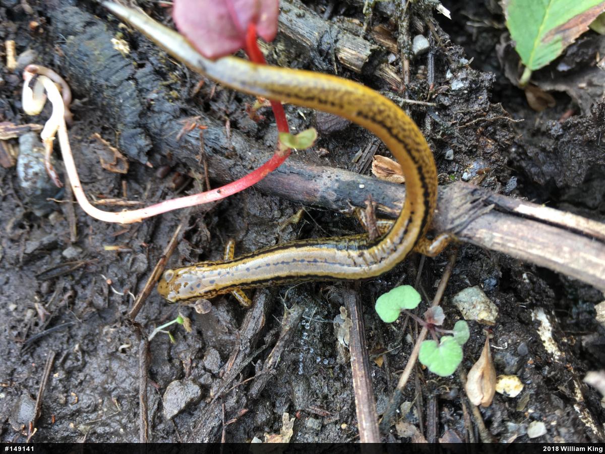 Northern Two-lined Salamander