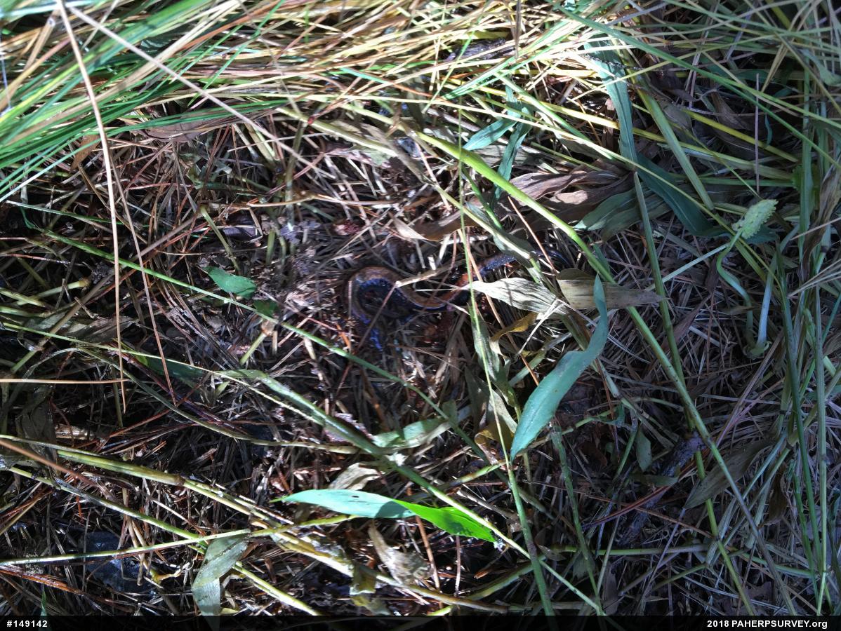 Eastern Red-backed  Salamander