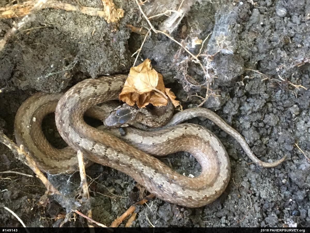 Dekay's Brownsnake