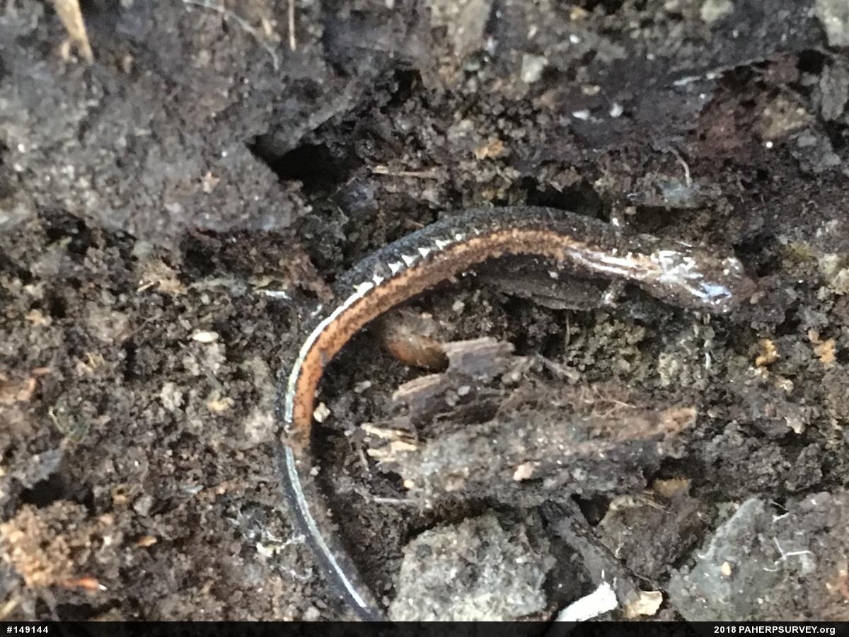 Eastern Red-backed  Salamander