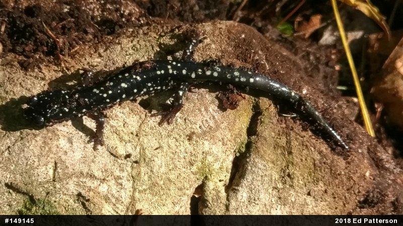 Northern Slimy Salamander