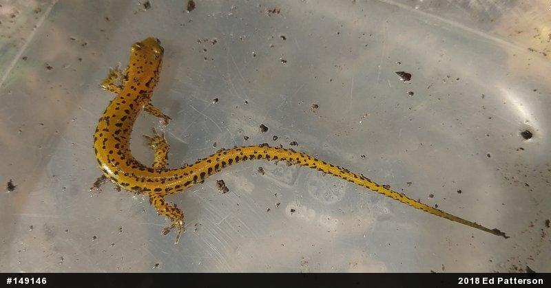 Eastern Long-tailed Salamander