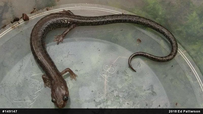 Valley And Ridge Salamander
