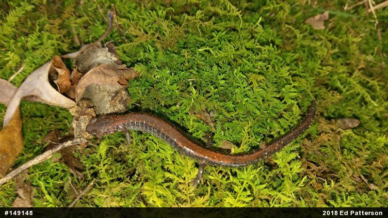 Eastern Red-backed  Salamander